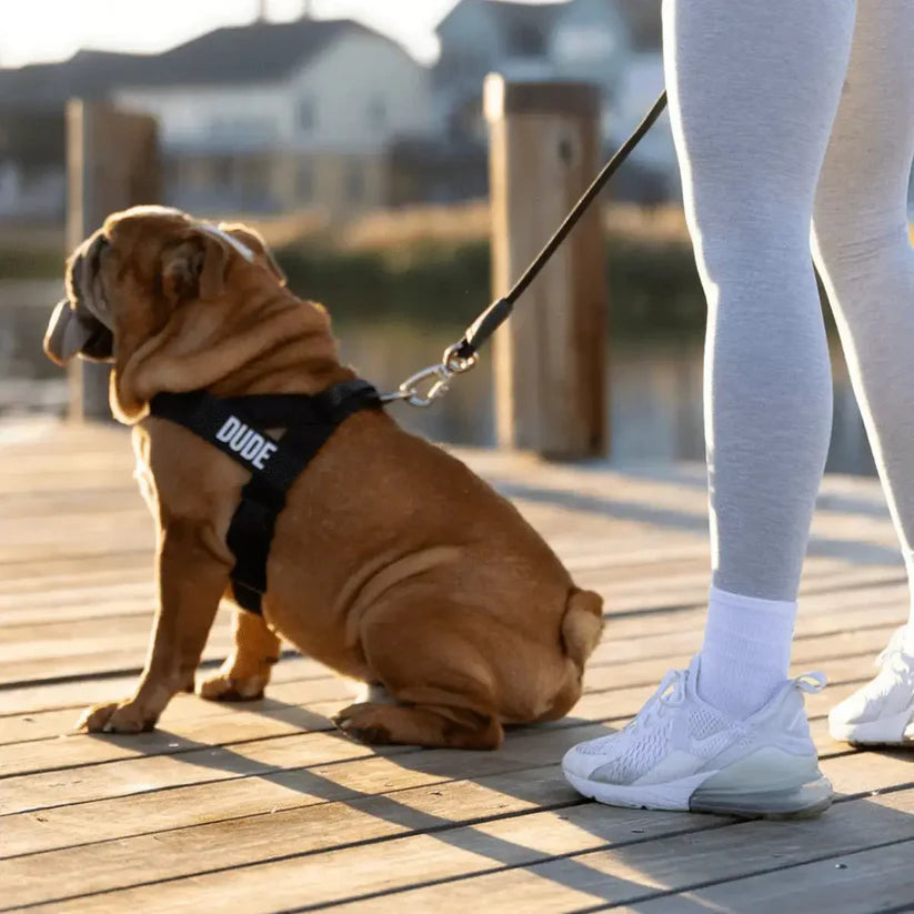 Ease™-sele + GRATIS EaseFlex Leash™