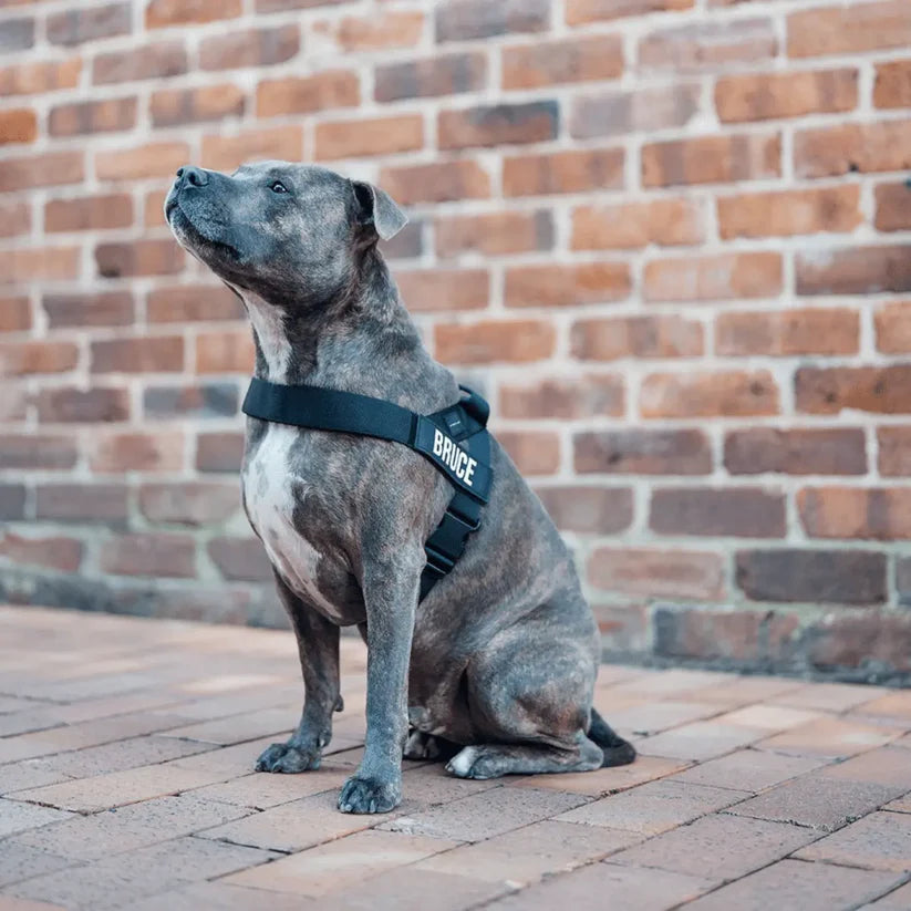 Ease™-sele + GRATIS EaseFlex Leash™
